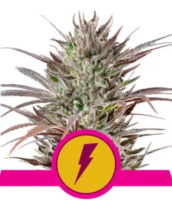 Alternative view of North thunderfuck 100% royal queen seeds